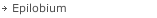 Epilobium